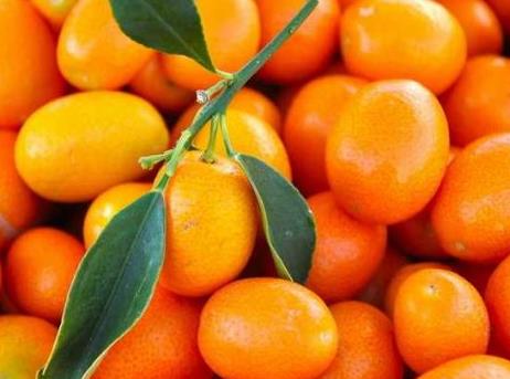 寶寶能吃金桔嗎?寶寶吃金桔的做法