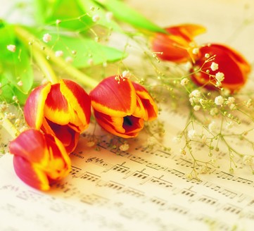 什么節日送什么花好?花語與中國送禮用花習俗