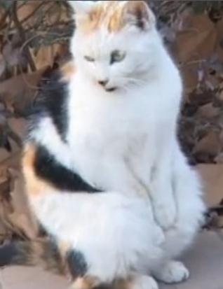 南京某大學校園“搓手貓”賣萌照走紅網絡，網友稱搓手或因受傷懷孕