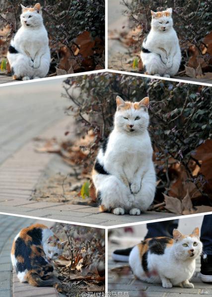 南京某大學校園“搓手貓”賣萌照走紅網絡，網友稱搓手或因受傷懷孕