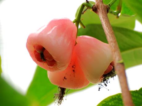 孕婦能吃水蒲桃嗎?孕婦吃水蒲桃有什么好處