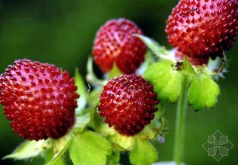 孕婦能吃蛇莓嗎？孕婦吃蛇莓有什么好處
