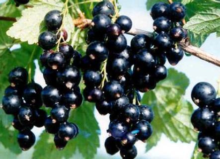 孕婦能吃黑加侖嗎?孕婦吃黑加侖的方法及注意事項