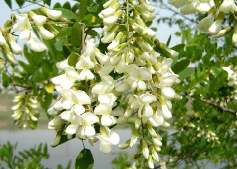 孕婦能吃槐花嗎?孕婦能吃槐花蜂蜜嗎