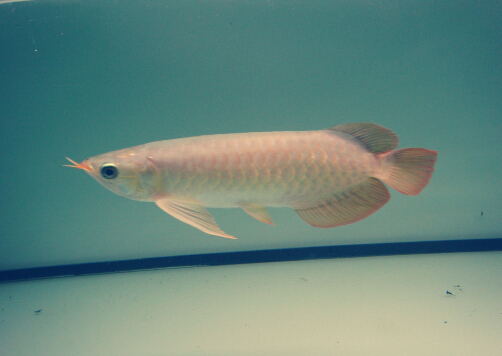 魚刺卡喉嚨的處理方法-魚刺卡喉嚨怎么辦?