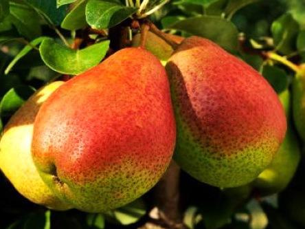 哺乳期能吃梨嗎？哺乳期吃梨有什么好處