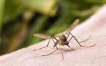 被蚊蟲叮咬后，除了花露水你還知道用什么？