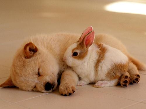 被寵物狗咬傷怎么辦?寵物狗咬傷急救方法