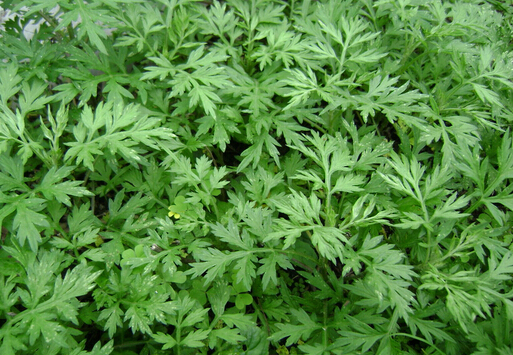 艾蒿過敏癥狀-艾蒿過敏怎么治療