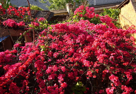 紅花的功效與作用-紅花的介紹