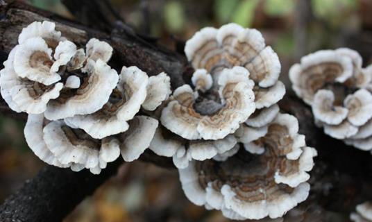 正確預防乙肝的方法