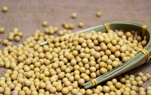 吃黃豆有什么好處？吃黃豆讓你更聰明！