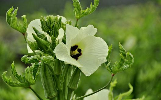 秋葵有什么營(yíng)養(yǎng)?秋葵的功效