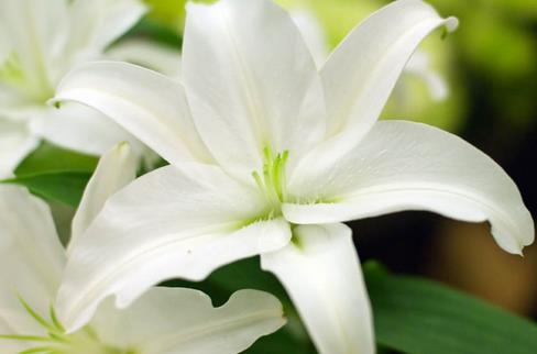 四大寶貝助你趕走秋燥 讓你健康養生