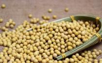 吃黃豆有什么好處？吃黃豆讓你更聰明！