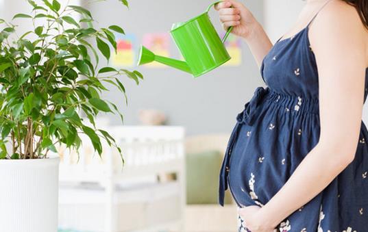 孕婦要遠離花卉嗎？養花應該注意什么？