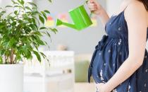 孕婦要遠離花卉嗎？養花應該注意什么？