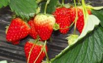 春天不宜吃什么水果？春天不宜吃的水果有哪些