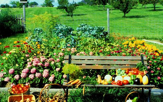 卵巢癌患者應多吃什么蔬菜?