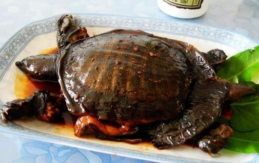 甲魚血能吃嗎?甲魚血怎么吃最好