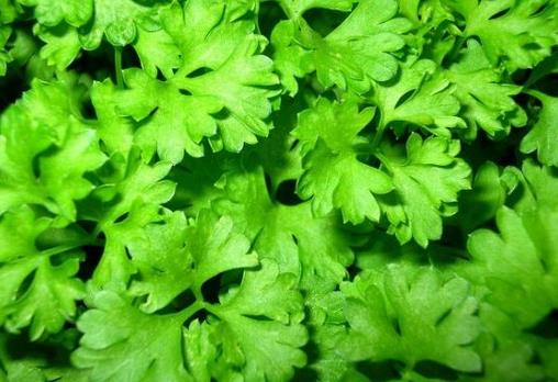 芹菜葉能吃嗎?芹菜葉有營養嗎