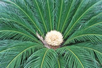 傳說中的鐵樹開花到底是什么樹？