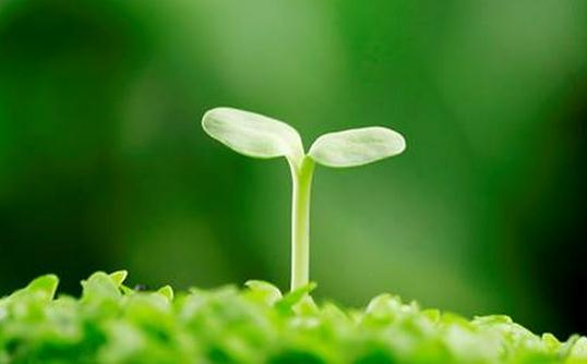 中國民間美容食療方：燕窩冰糖粥