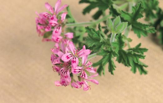 酒精攝入過量導致臉腫-如何瘦臉?