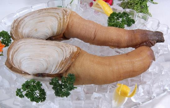 象拔蚌熱銷中國 象拔蚌的營養價值