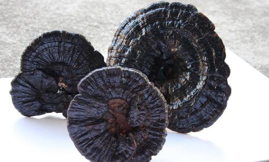 吃靈芝有什么好處?靈芝怎么吃才健康?