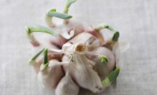 大蒜發(fā)芽了還有用嗎？發(fā)芽大蒜的獨(dú)特功效