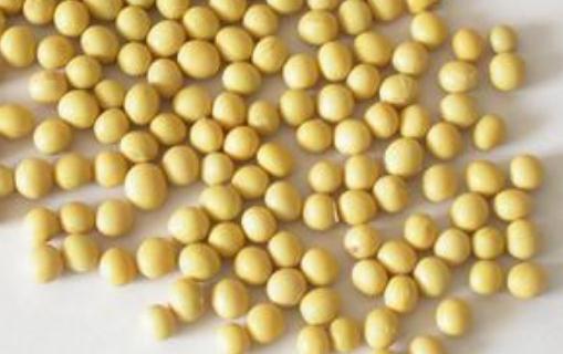 大腦需要什么營養素？吃什么能補腦？