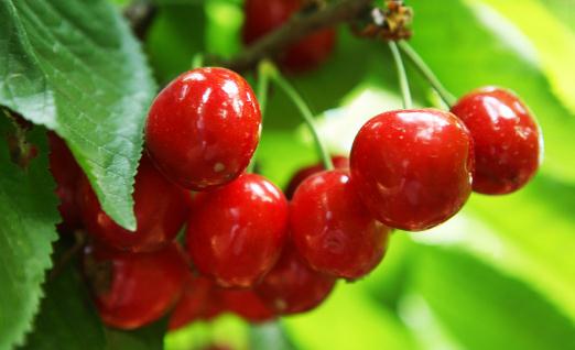 吃櫻桃有什么好處？吃櫻桃別過量