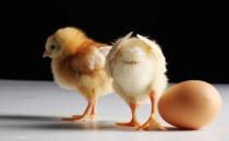 雞內金是什么？雞內金的功效有哪些？