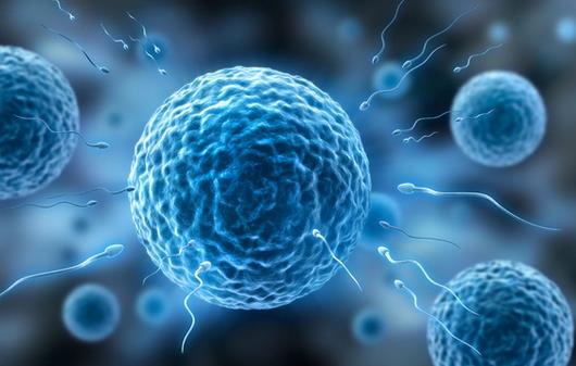 如何提高卵子質量?提高卵子質量的食物有哪些