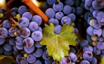 如何抗衰老？紫色食物助你有效抗衰老