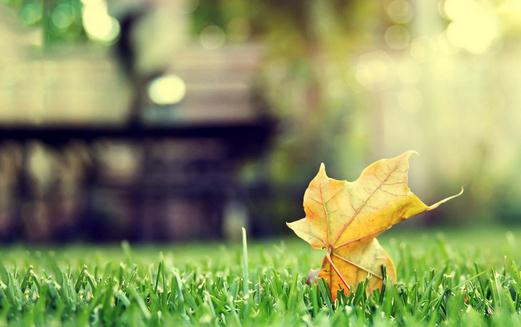 吃什么食物能夠預防掉發？