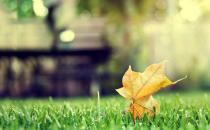 吃什么食物能夠預防掉發？