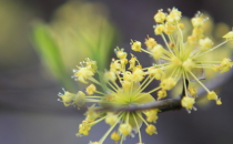 重陽節為什么要佩插茱萸呢？