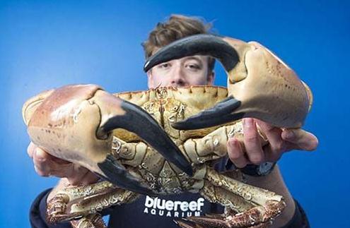 英吉利海峽驚現“殺人蟹”