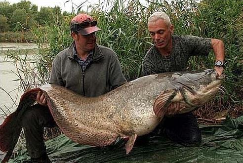 捕獲巨型鲇魚，腹內(nèi)發(fā)現(xiàn)遺體