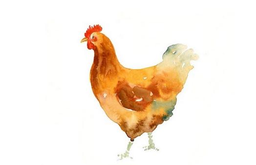 雞身上的什么部位不能吃?最好別吃雞皮!