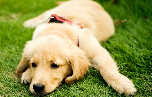 最正確的金毛犬喂食方法