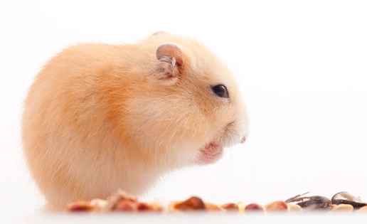 新手飼養(yǎng)倉鼠需要注意哪些地方