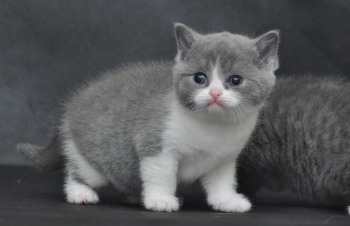 怎么訓練可愛貓咪學握手