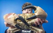 英吉利海峽驚現“殺人蟹”