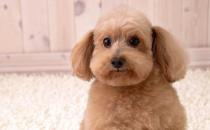 秋季幼犬飼養注意事項