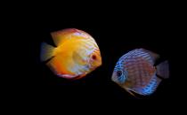 什么原因會(huì)導(dǎo)致七彩神仙魚(yú)倒立？遇到倒立怎么辦