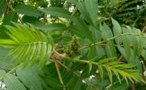 樹(shù)如何能產(chǎn)鹽？鹽堿地里的木鹽樹(shù)