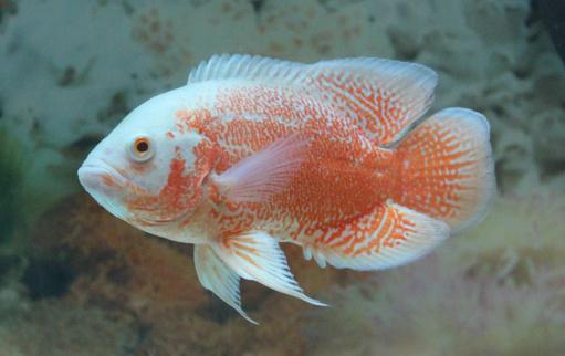 如何挑選好的地圖魚 有什么方法技巧？